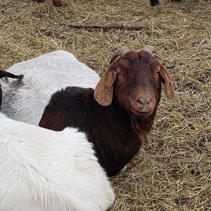 Meet your Posher, Laureen